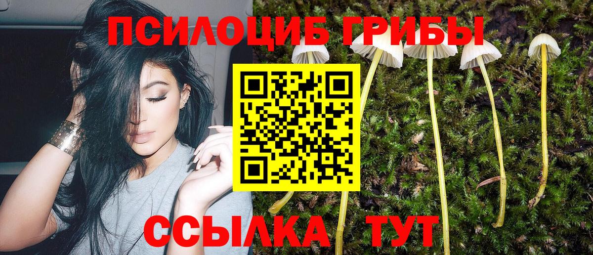 Псилоцибиновые грибы Psilocybine cubensis Россошь